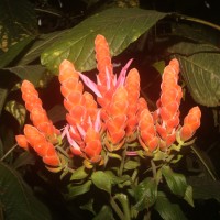 Aphelandra sinclairiana Nees